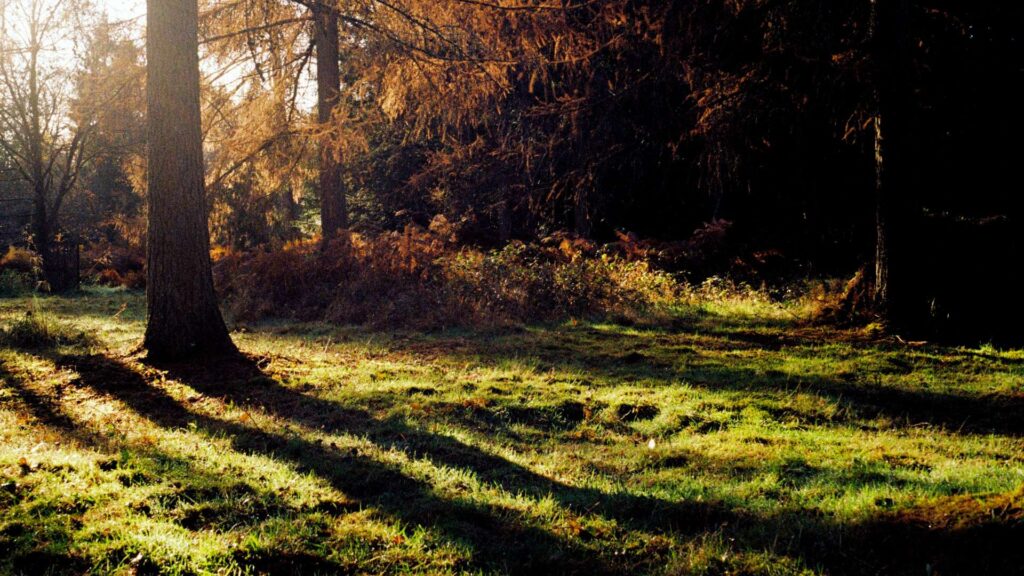 Autumn at Nether Springs